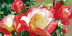 VIsions Of Love